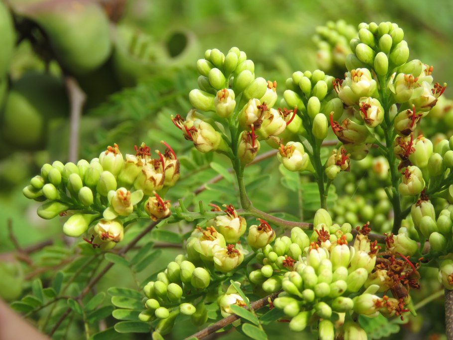 Rhus coriaria Предкавказье