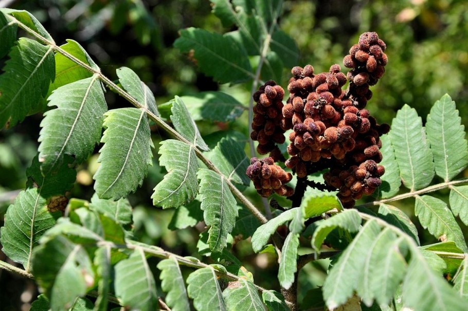 Caesalpinia coriaria
