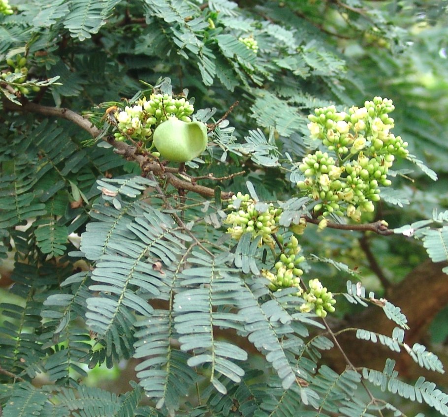 Coriaria myrtifolia