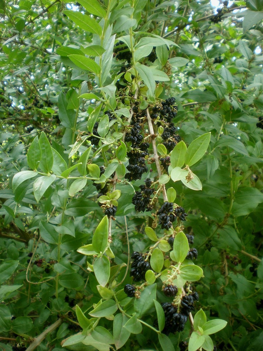 Coriaria japonica