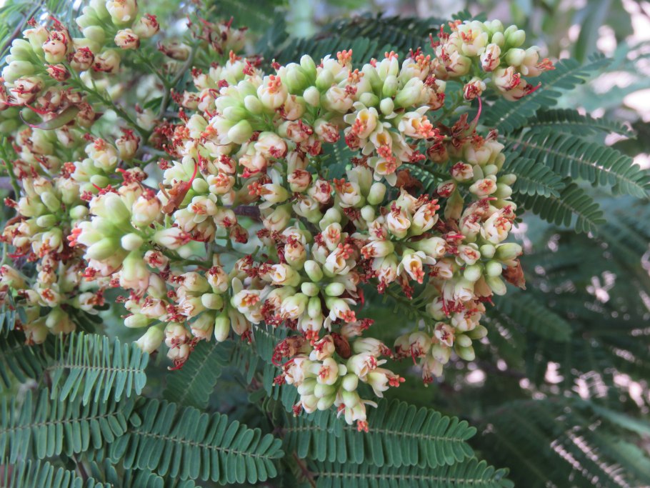 Атета Кориария Atheta coriaria