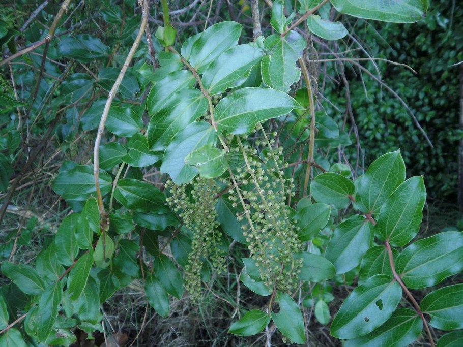 Cliffortia ruscifolia