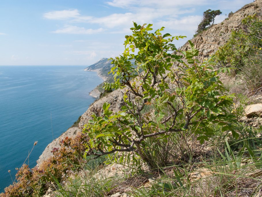 Caesalpinia praecox Южная Америка