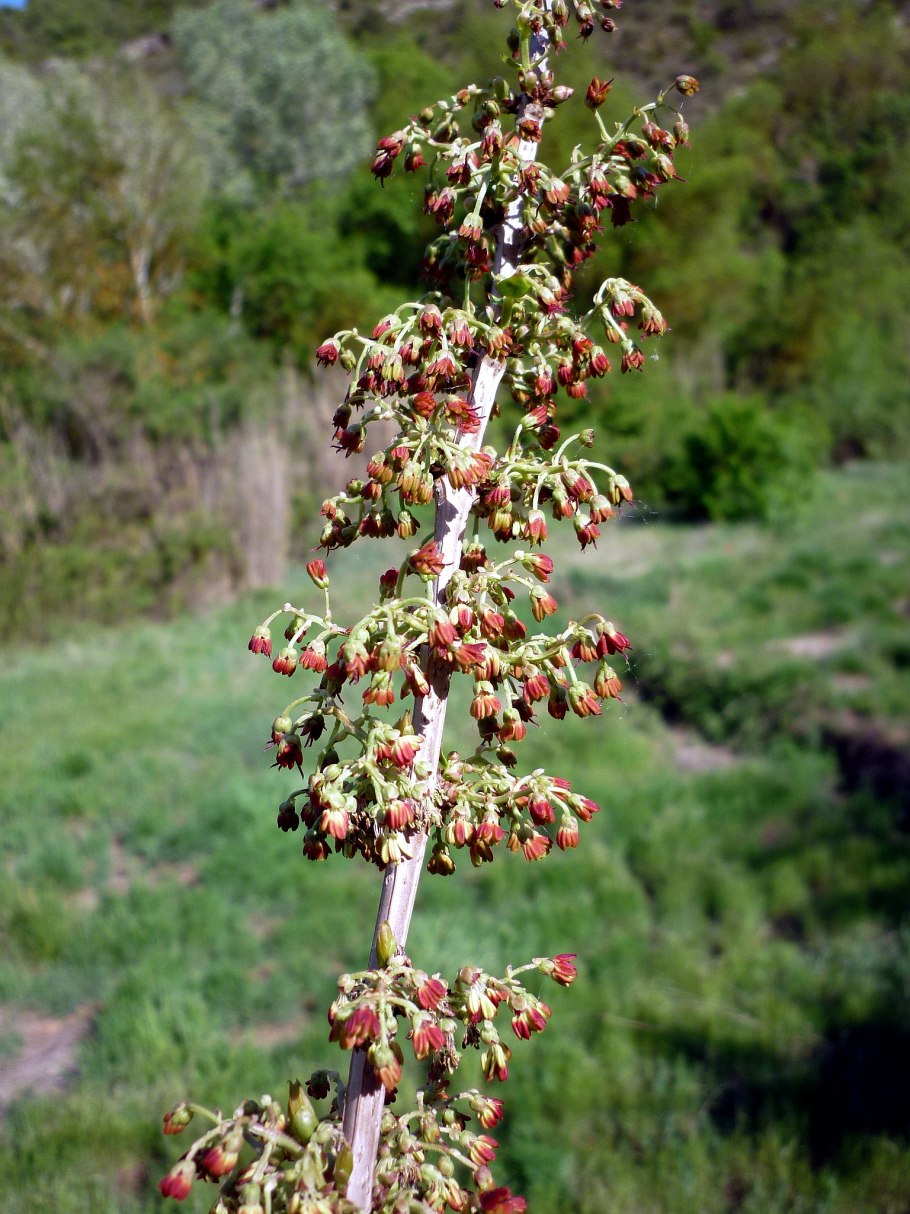 Атета далотия Кориария Atheta coriaria на тле