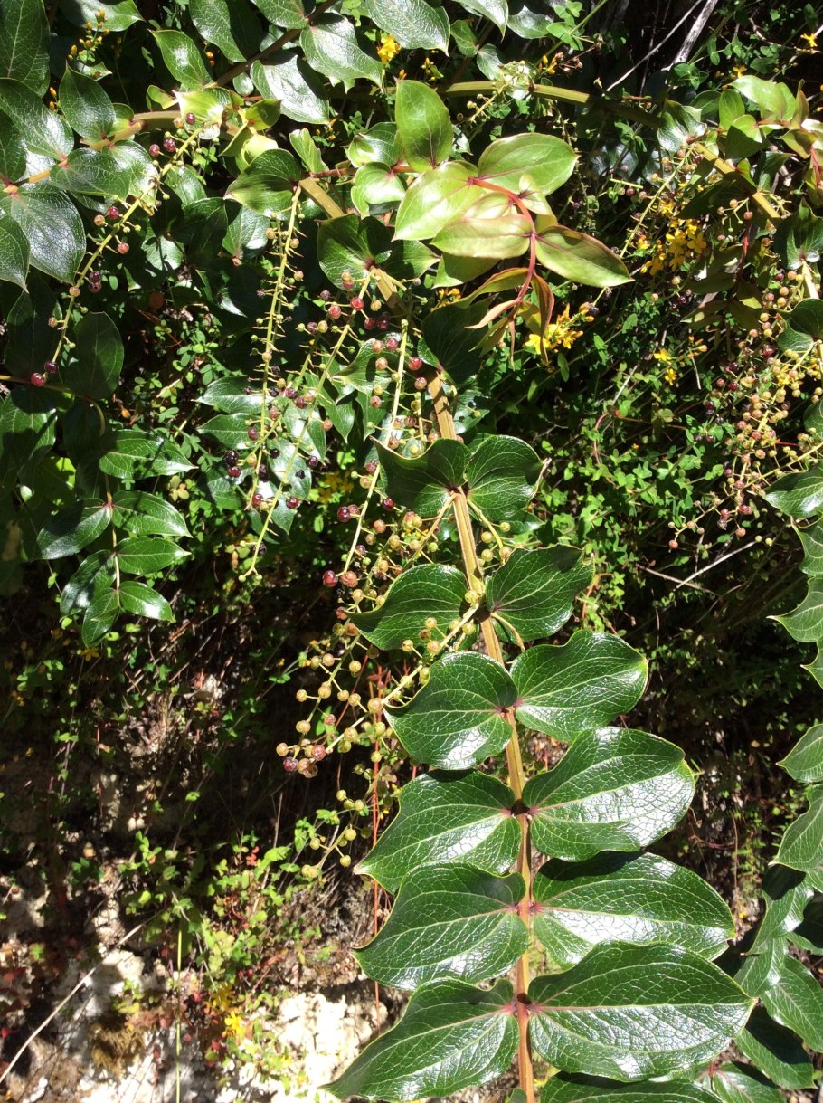 Сорбус терминалис съедобное ли растение