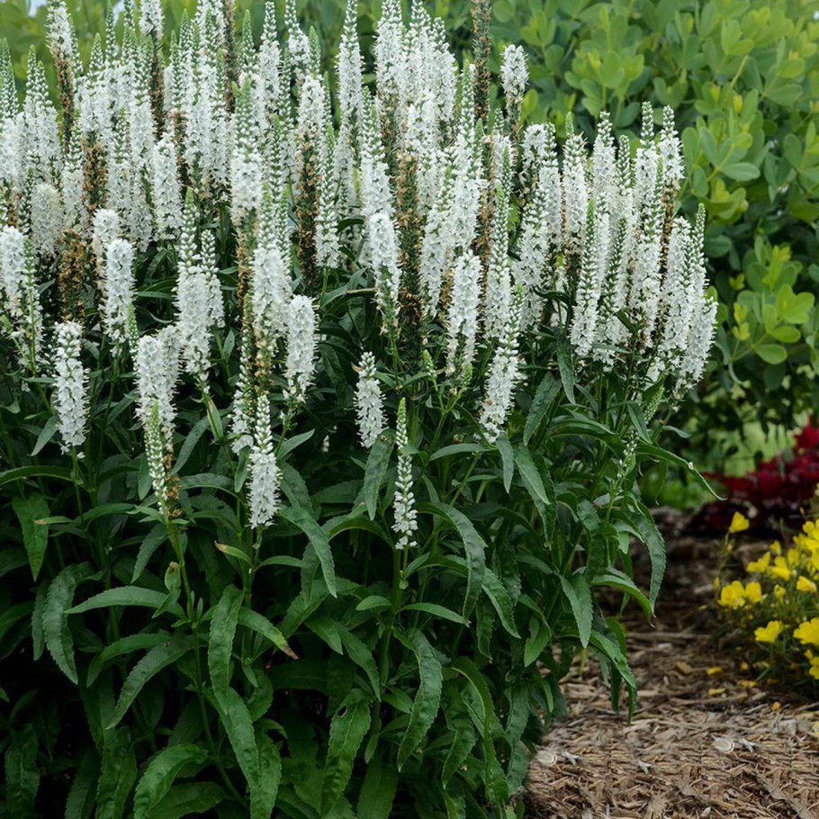 Вероника длиннолистная семейство