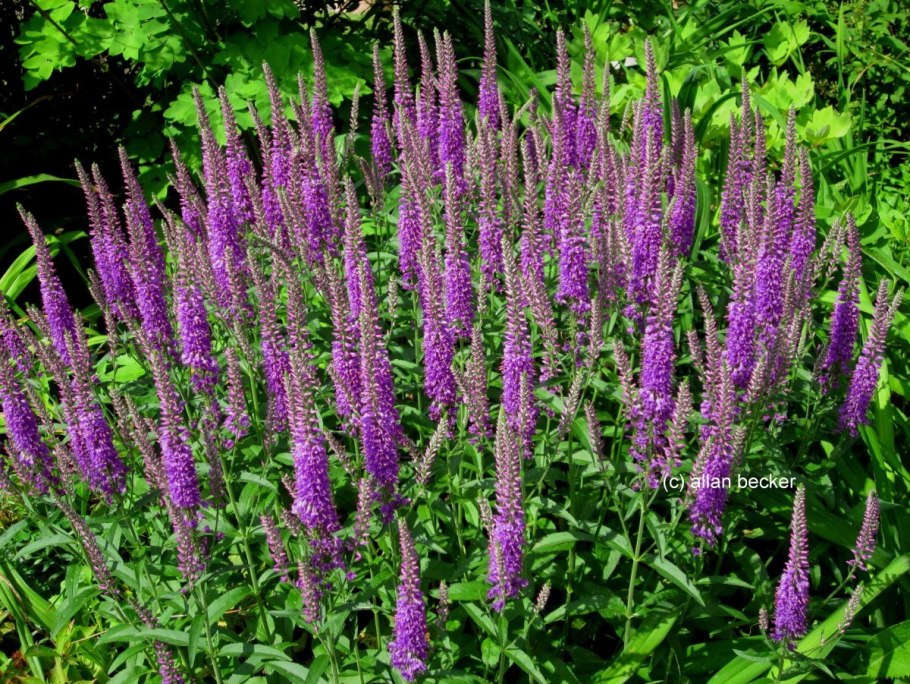 Вероника длиннолистная (Veronica longifolia)
