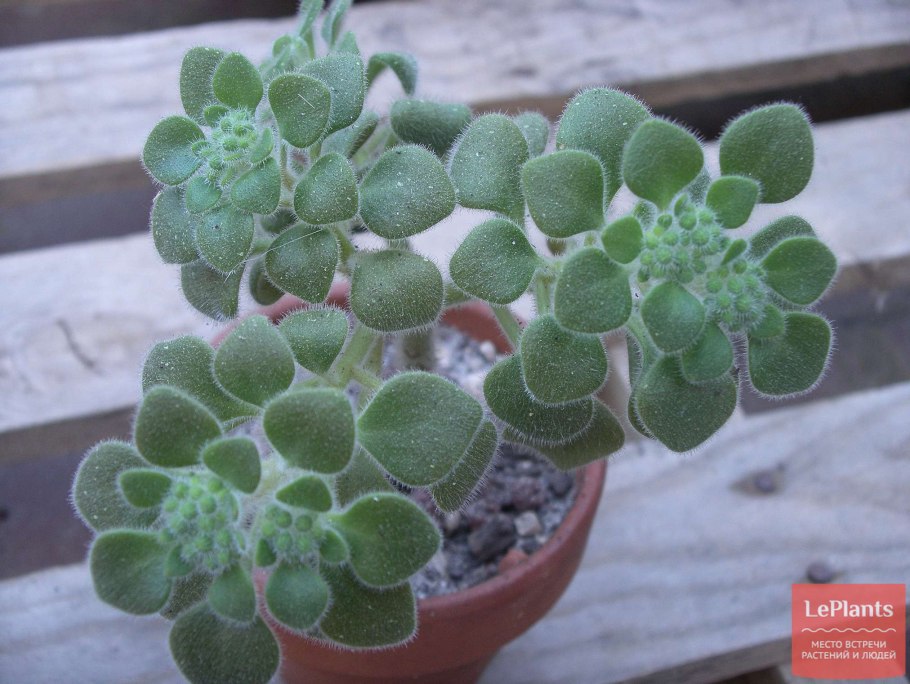 Аихризон дерево любви ампельный