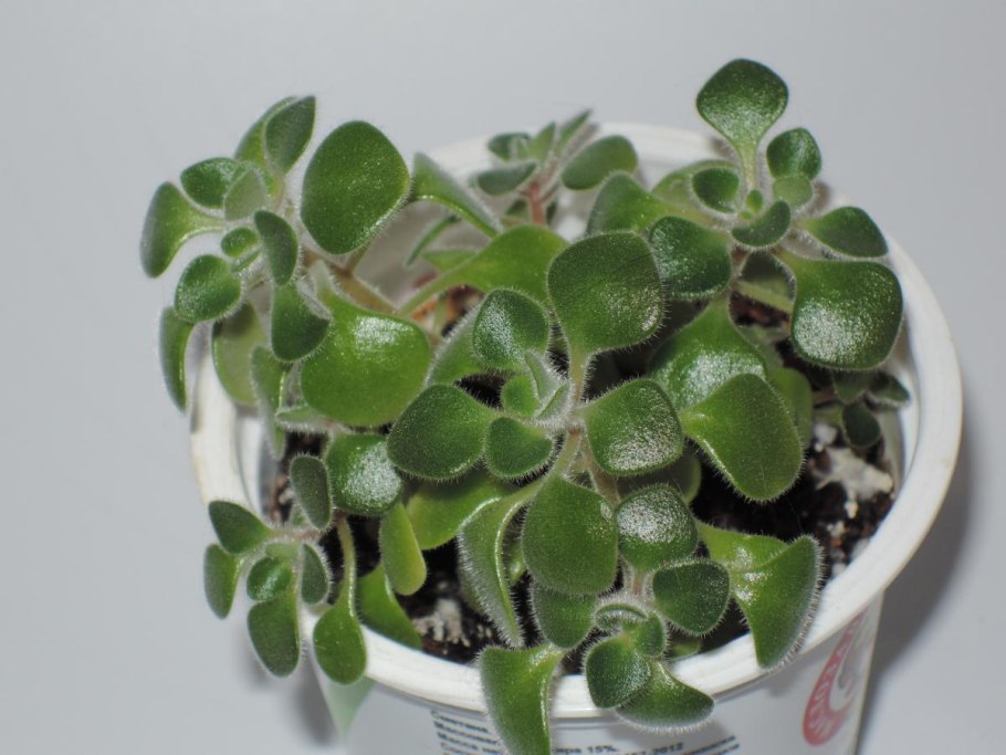 Дерево любви цветок аихризон