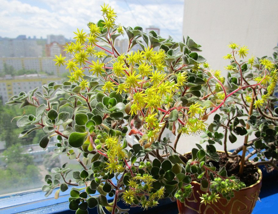 Аихризон суккулент