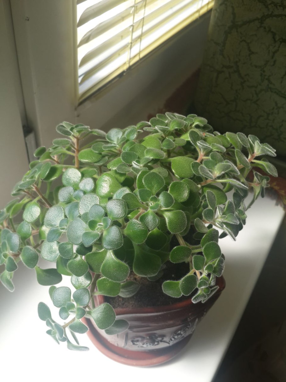 Аихризон Минима