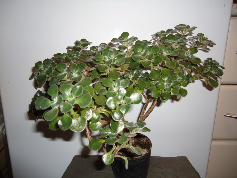 Кокедама дерево любви аихризон