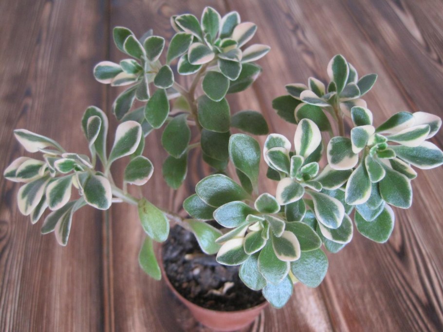 Аихризон мохнатый