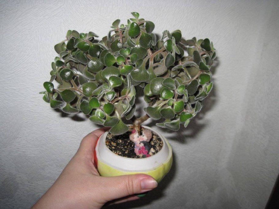 Аихризон Минима