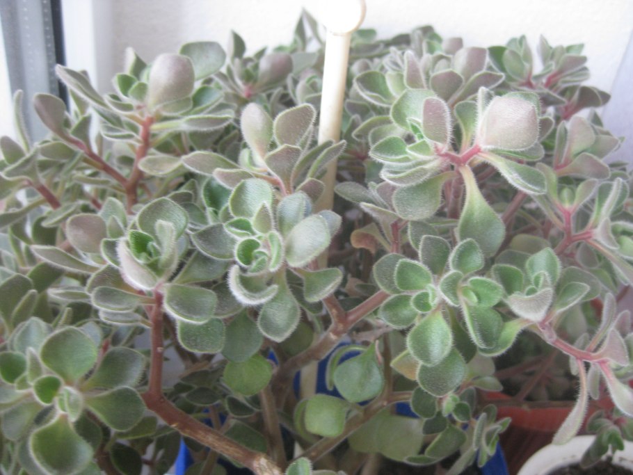 Аихризон цветок комнатный