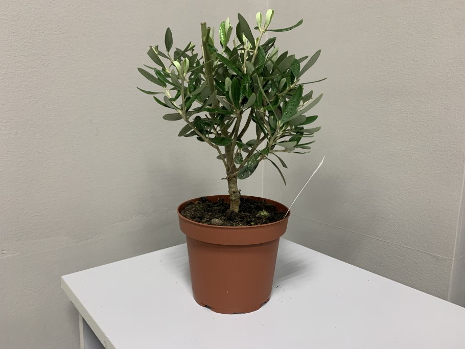 Оливковое дерево комнатное
