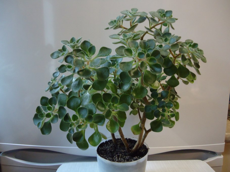 Аихризон с гладкими листьями