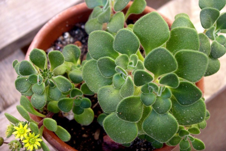 Аихризон дерево любви