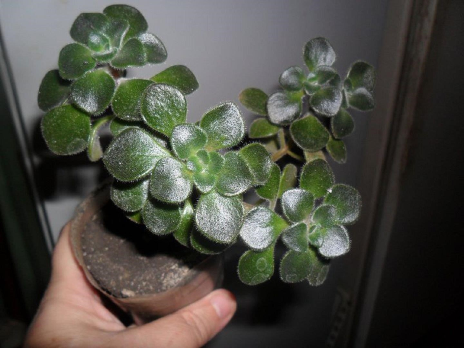 Аихризон суккулент