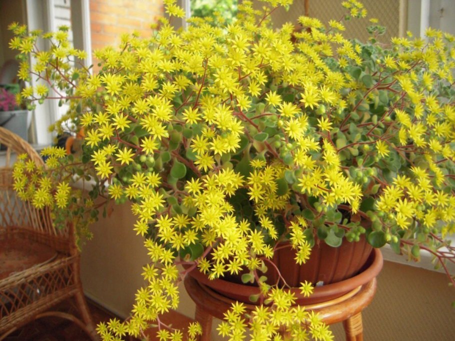 Аихризон цветение