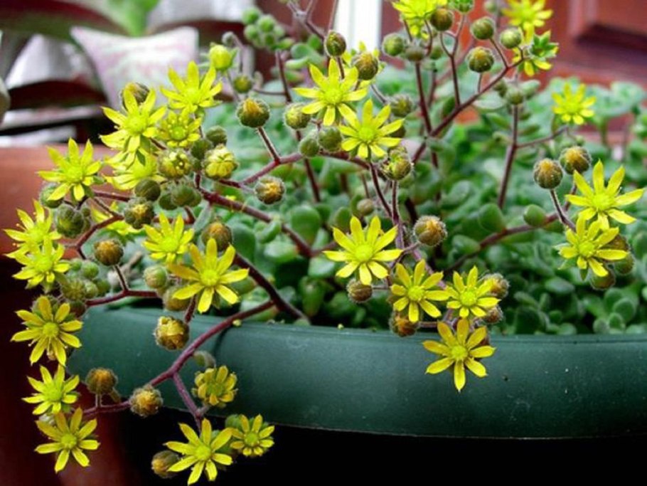 Аихризон Бетанкура