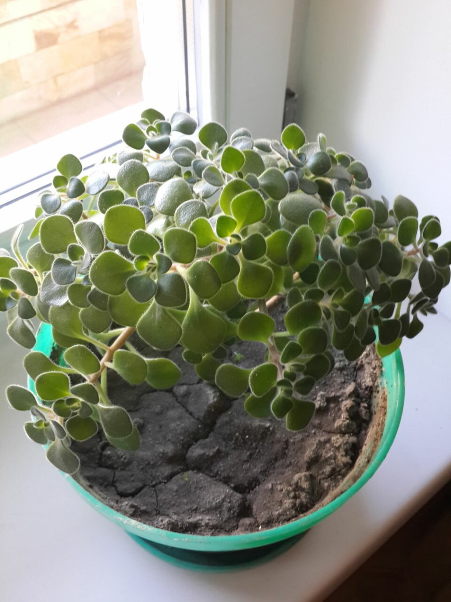 Аихризон цветок