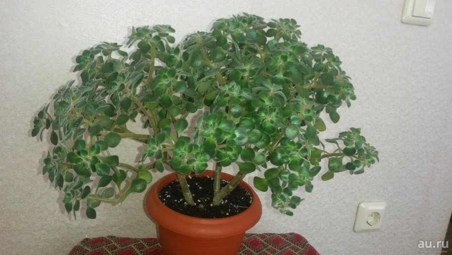 Аихризон фото уход в домашних условиях