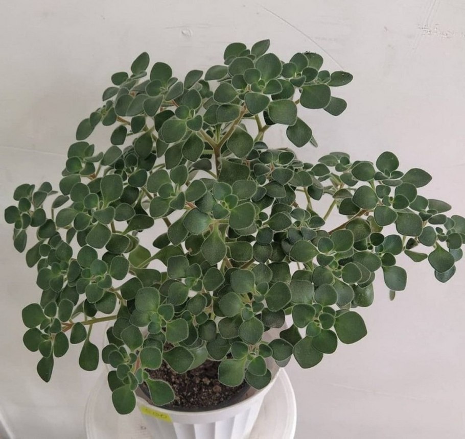 Аихризон цветок комнатный размножение