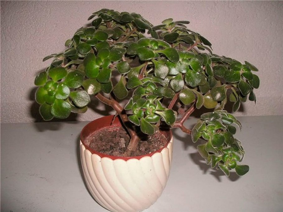 Цветок аихризон дерево счастья