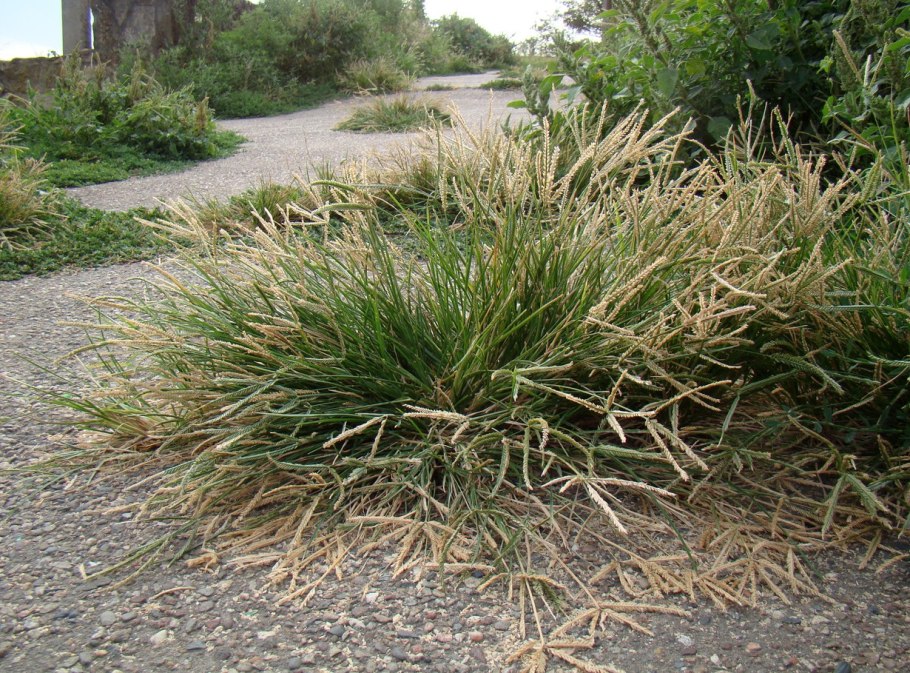 Элевсин храм Деметры