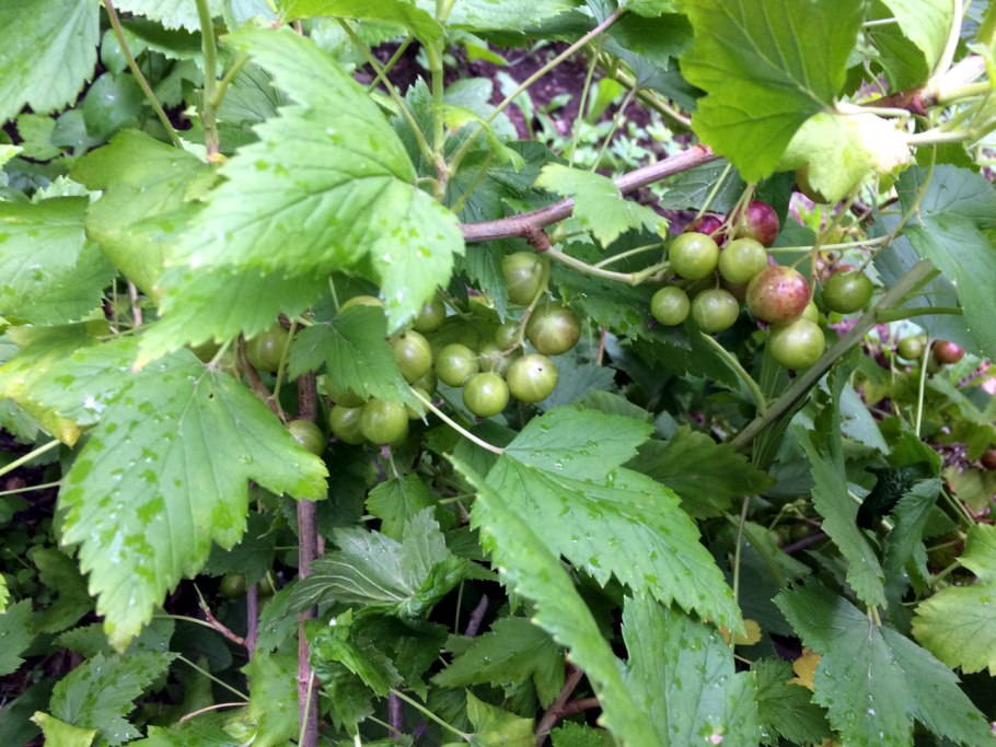 Смородина Йонкер Ван тетс (штамбовая)