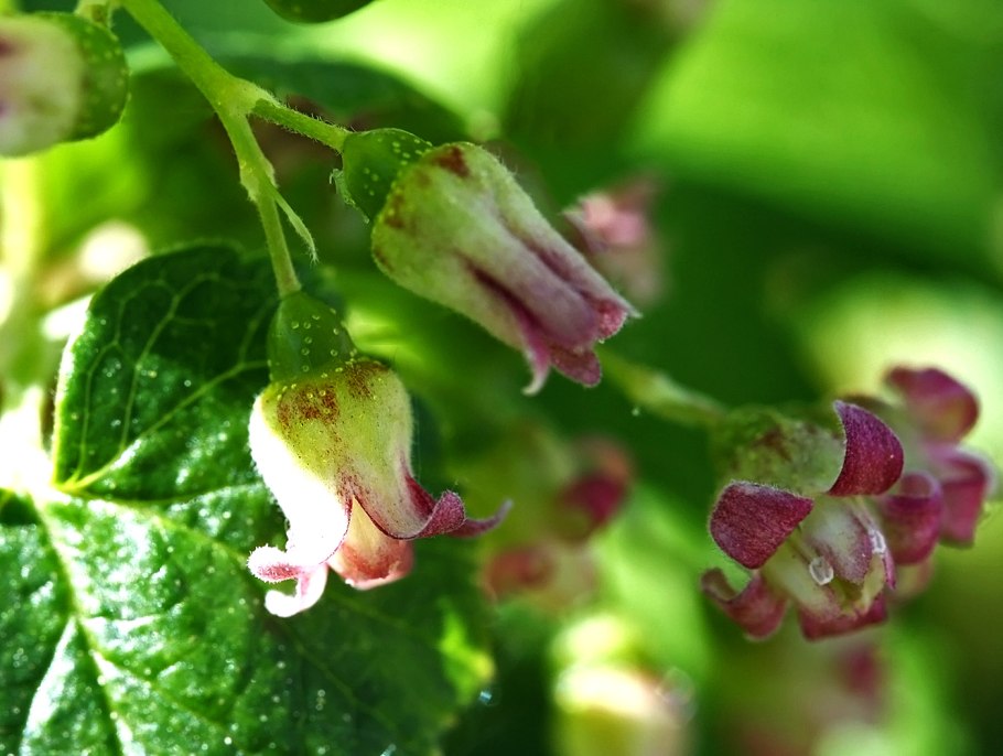 Китайская смородина фото куста