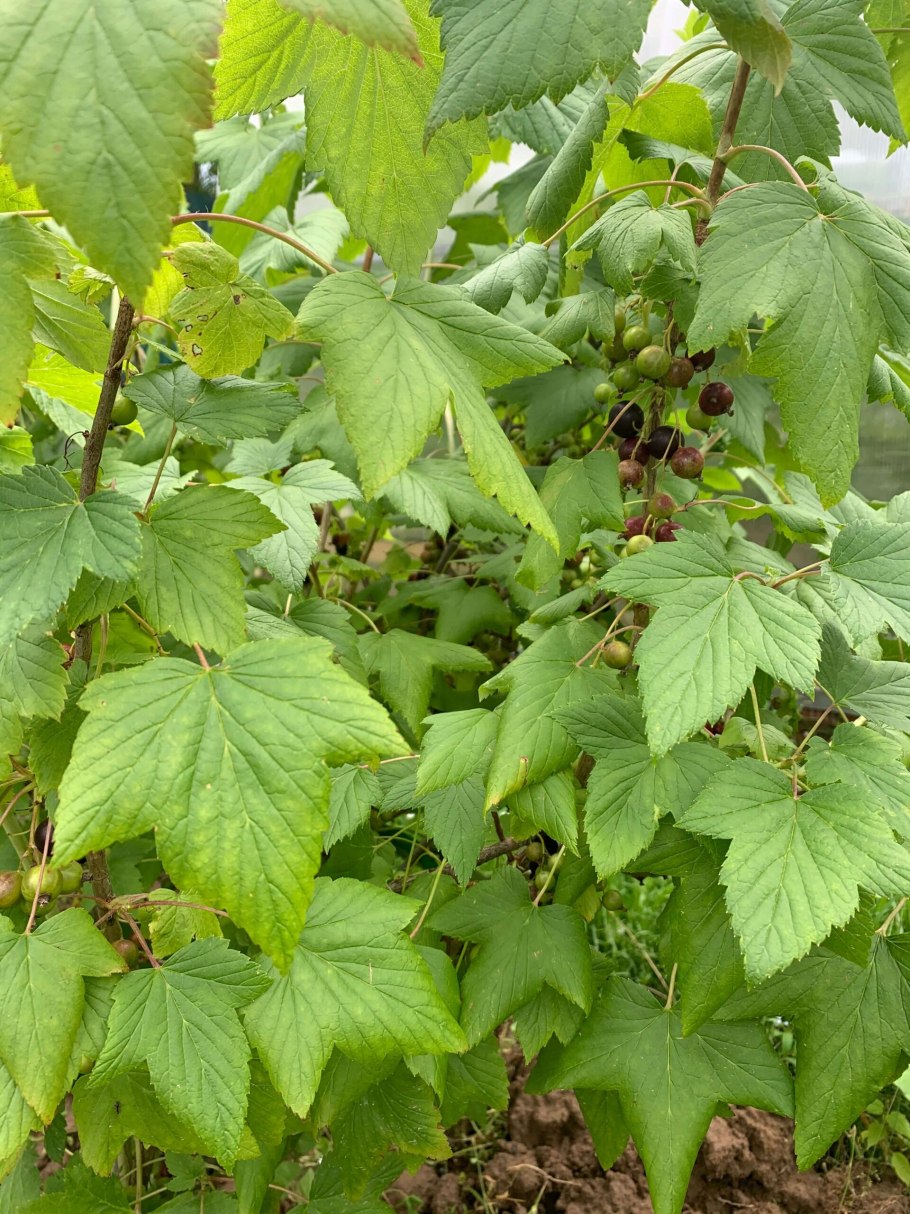 Смородина черная лс