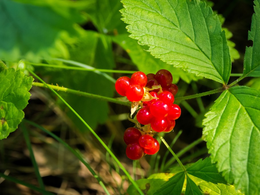 Поляника дикорастущая