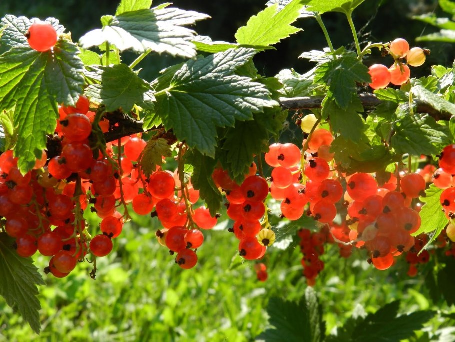 Сморо́дина комаро́ва (лат. Ribes komarovii)