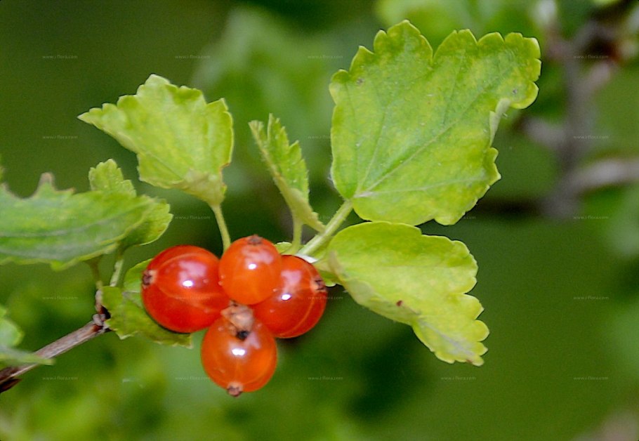 Смородина душистая ribes odoratum