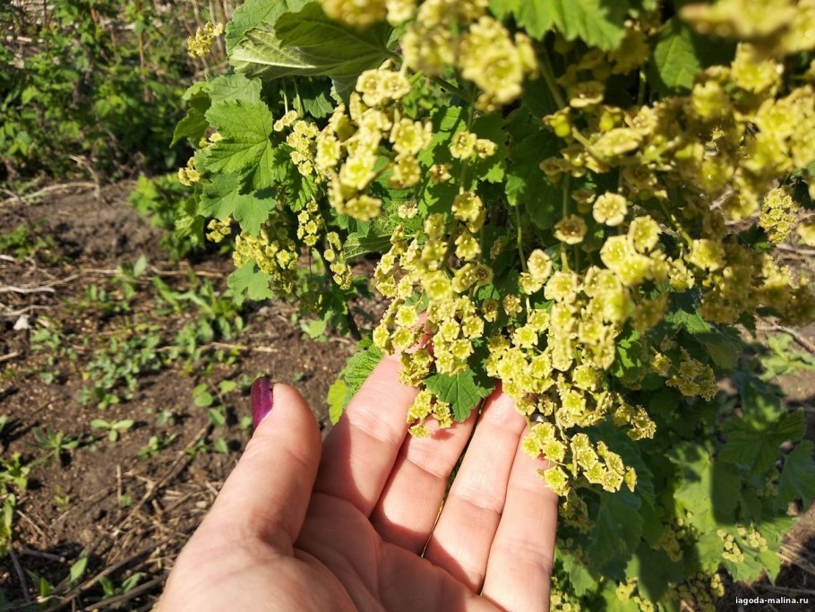 Фотоархив смородинки