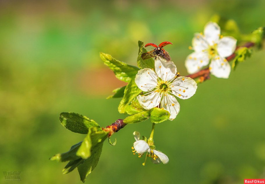 Смородина щетинистая