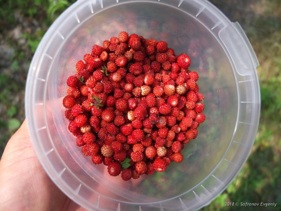 Смородина маньчжурская