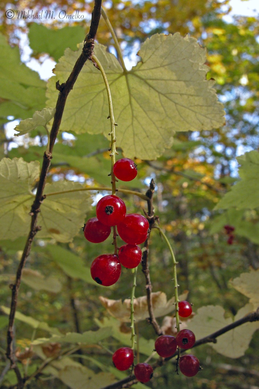 Красная круглая ягода в огороде