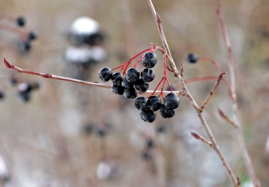 Ремонтантная смородина