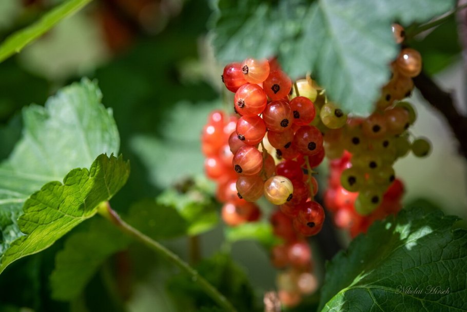 Смородина Альпийская ribes alpinum "Shmit"