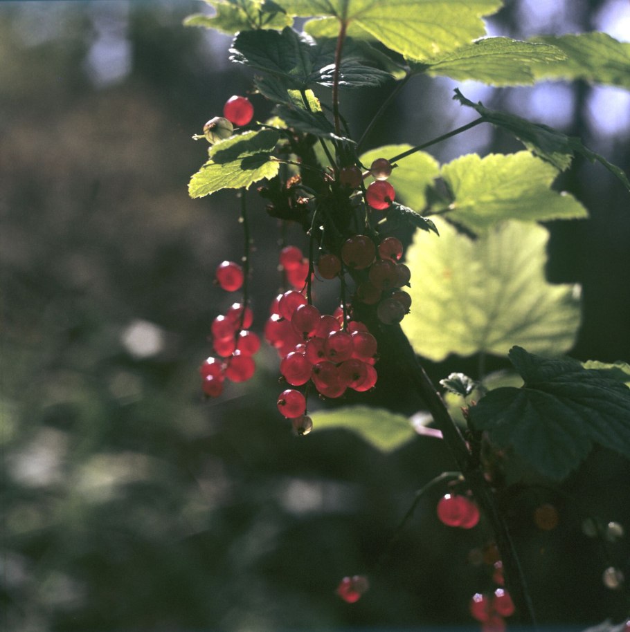 Смородина добрый Джин