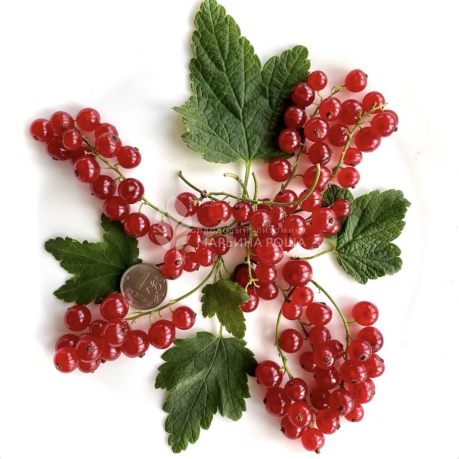 Черная смородина мелкая