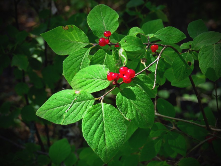 Смородина черная номерная 1981 сладкая