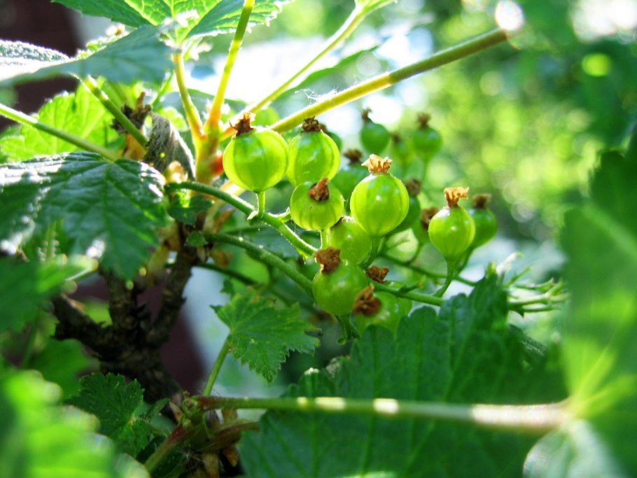 Смородина Комарова куст