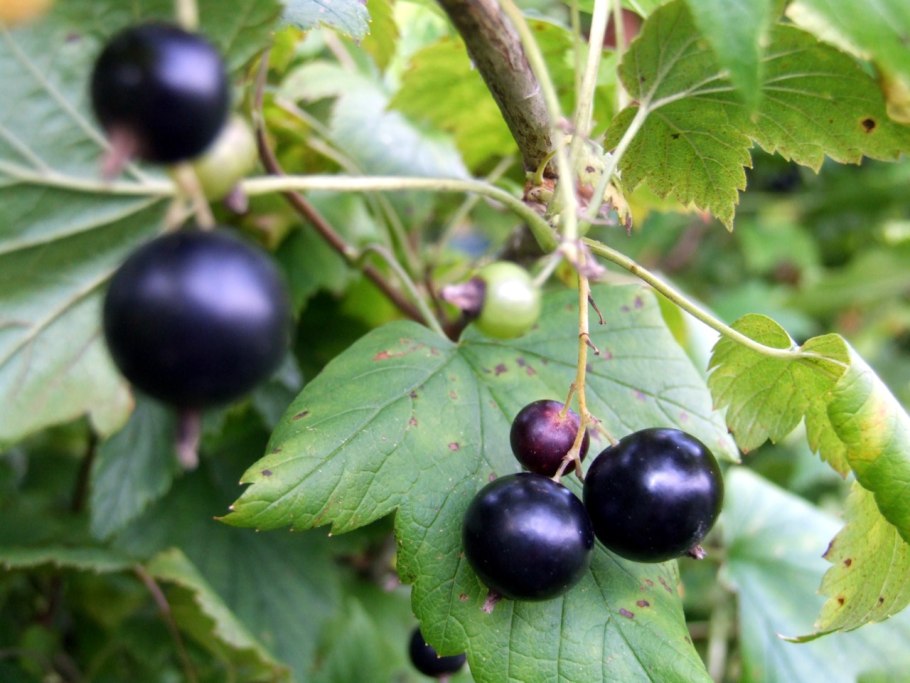Смородина черная - ríbes nígrum
