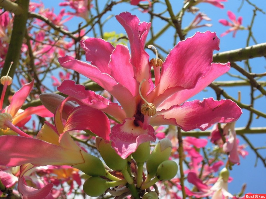Сейба великолепная дерево