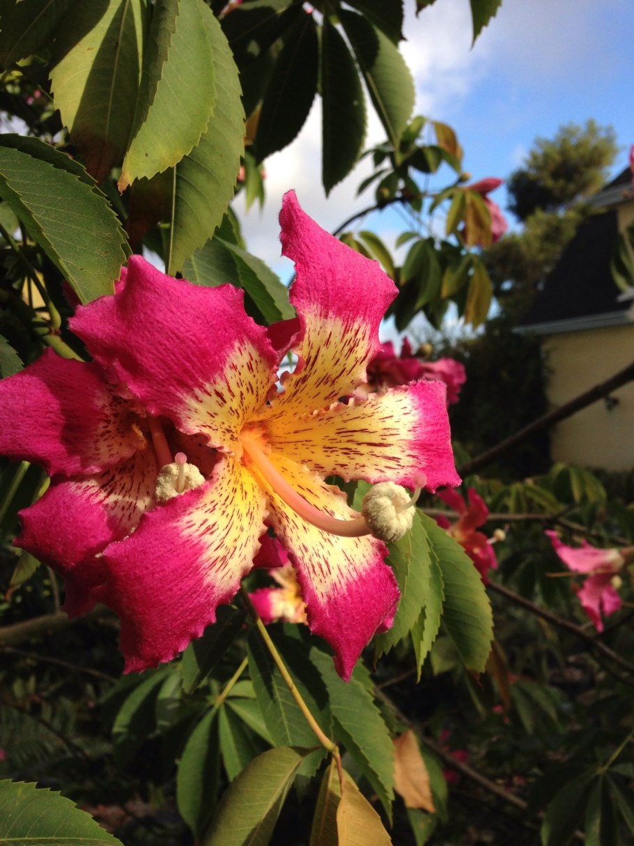 Сейба великолепная дерево