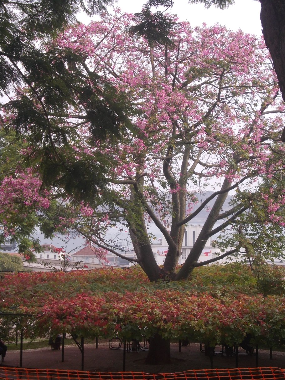 Хлопковое дерево Сейба